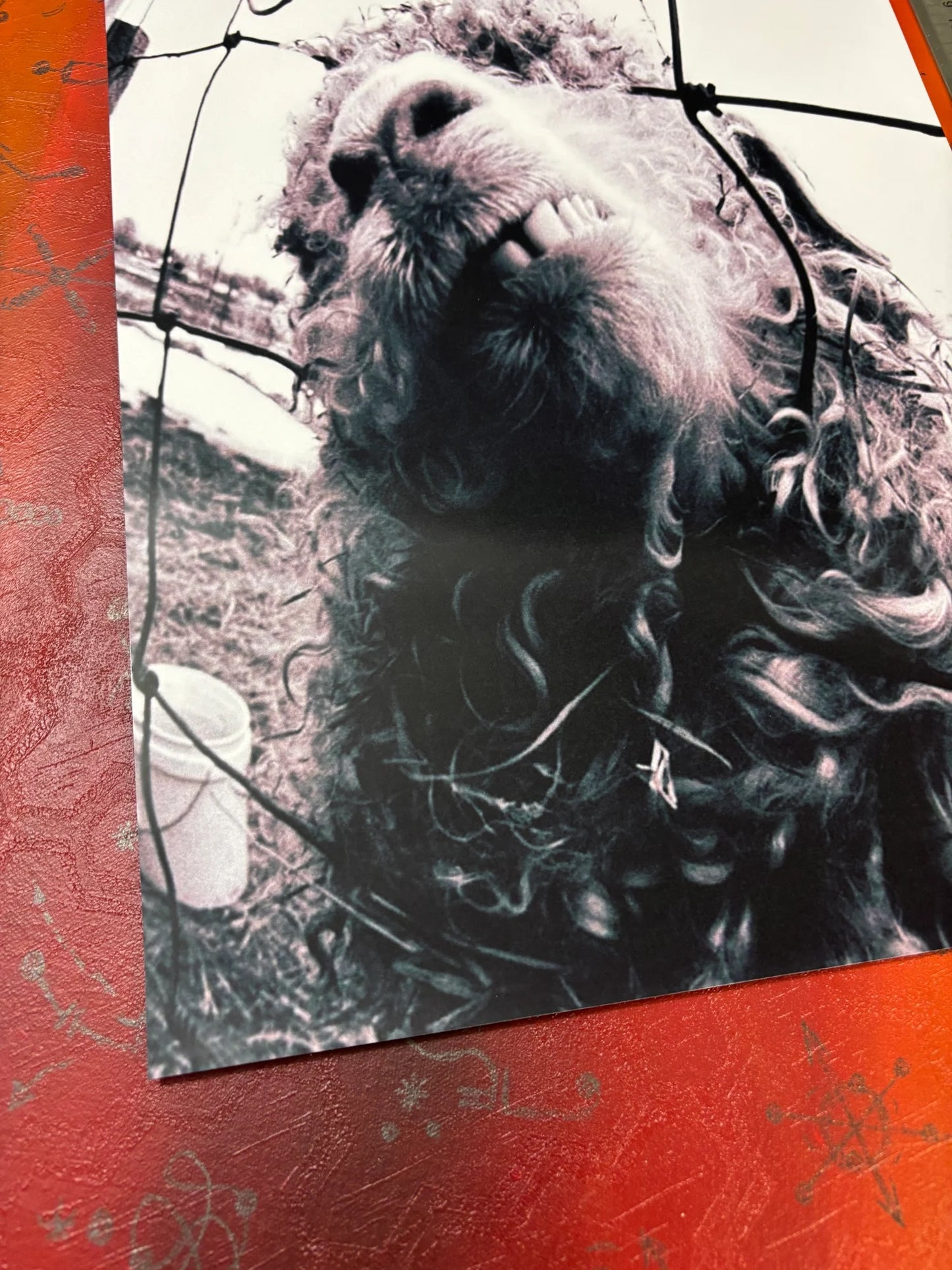 PEARL JAM - VS - Symbios Design - Rare Glossy Print