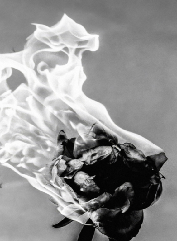 CIGARETTES AFTER SEX - BURNING ROSE - Symbios Design Rare Glossy Poster Print