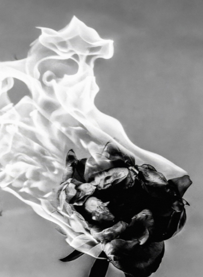 CIGARETTES AFTER SEX - BURNING ROSE - Symbios Design Rare Glossy Poster Print